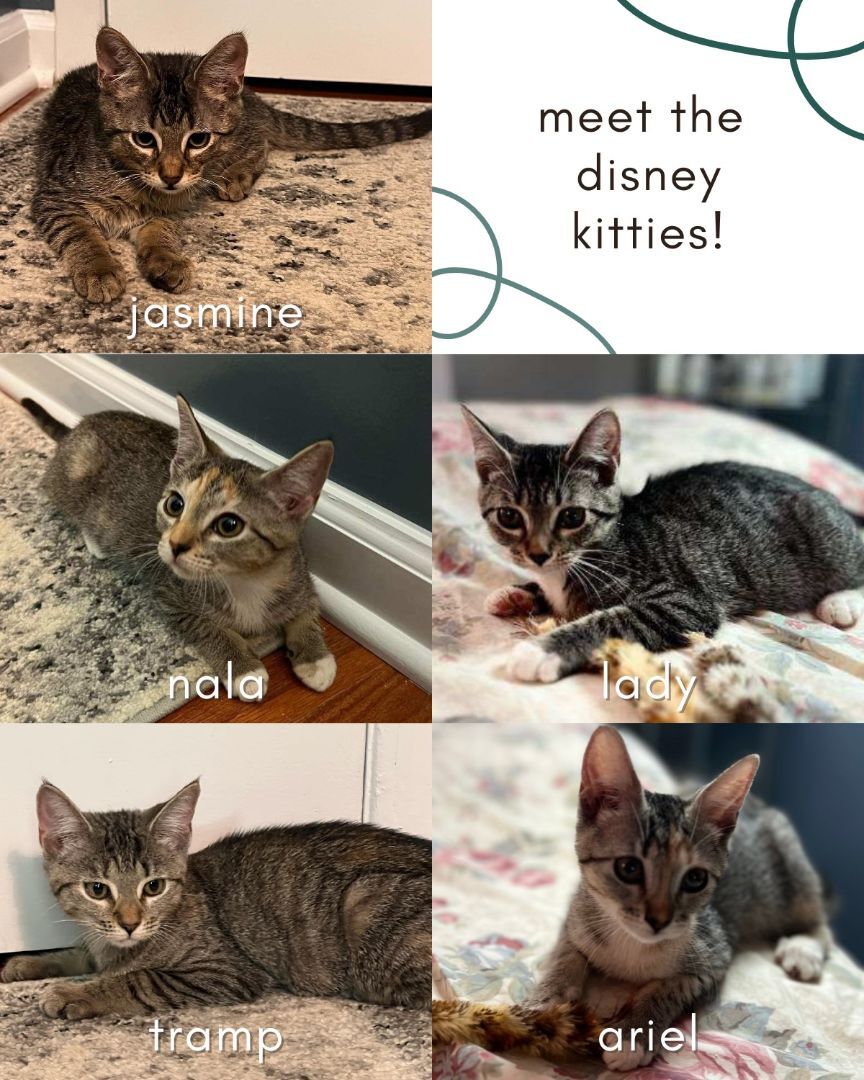 NALA (Tramp, Ariel, Lady&Jasmin adopted)