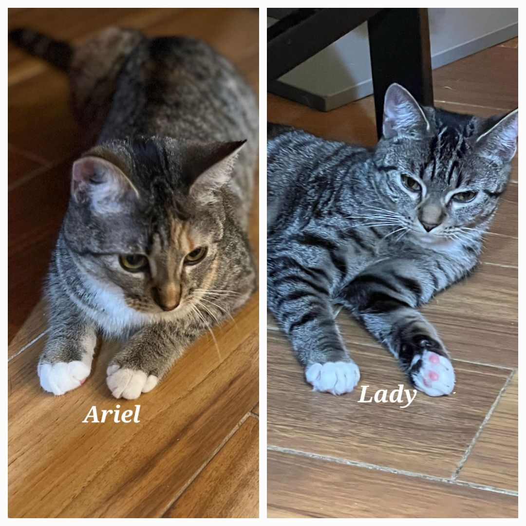 NALA (Tramp, Ariel, Lady&Jasmin adopted)