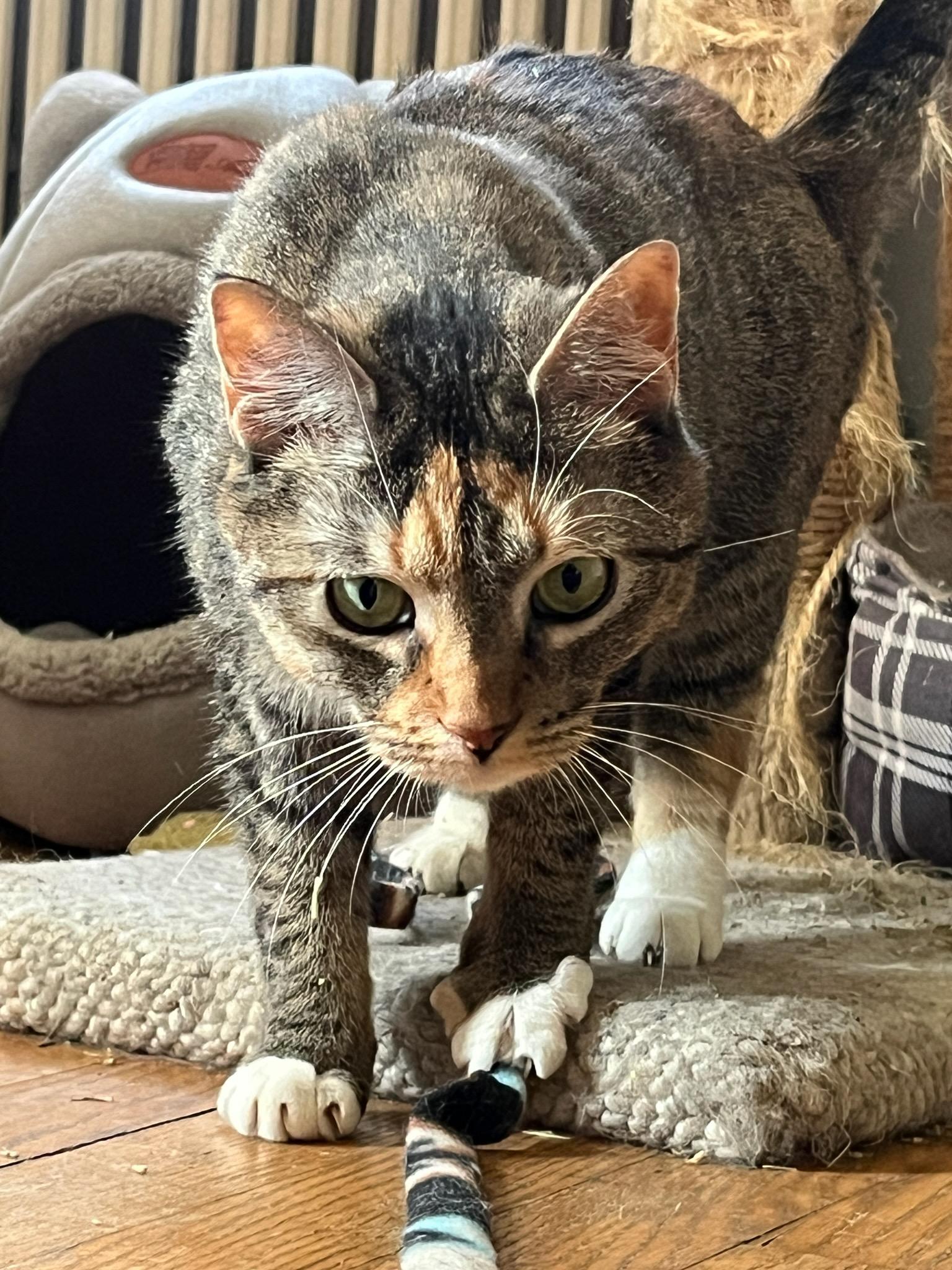 NALA (Tramp, Ariel, Lady&Jasmin adopted), a Adoptable Tabby in Staten Island, NY image 1/4