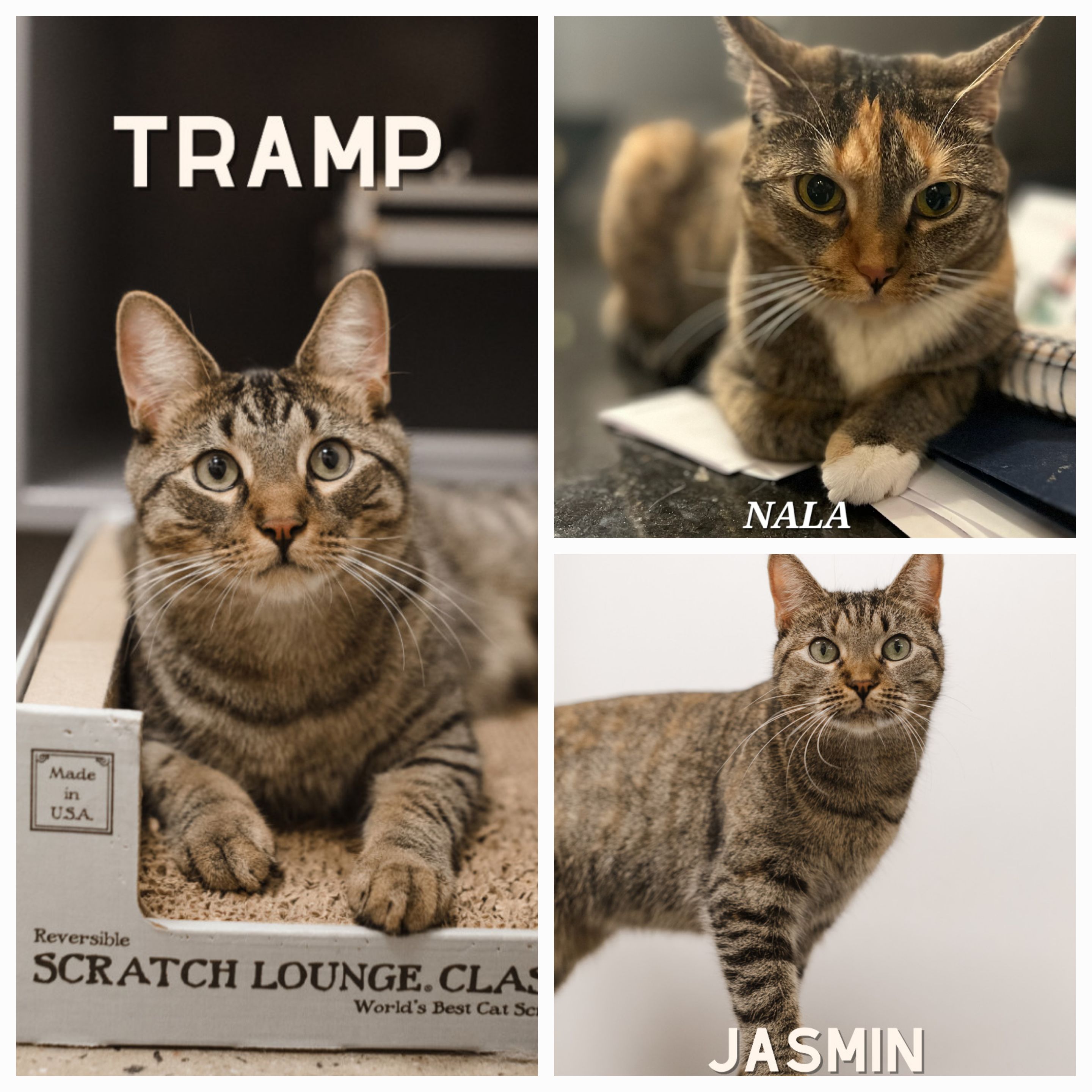 NALA (Tramp, Ariel, Lady&Jasmin adopted), a Adoptable Tabby in Staten Island, NY image 2/4