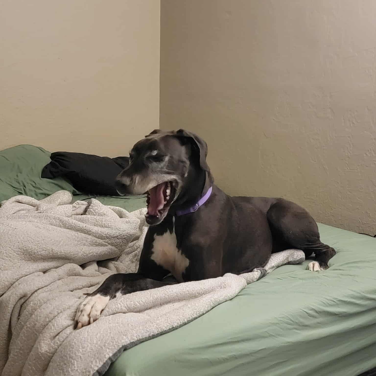 Enlarge Sugar, an adopted Great Dane in Lawton, OK image 2/3