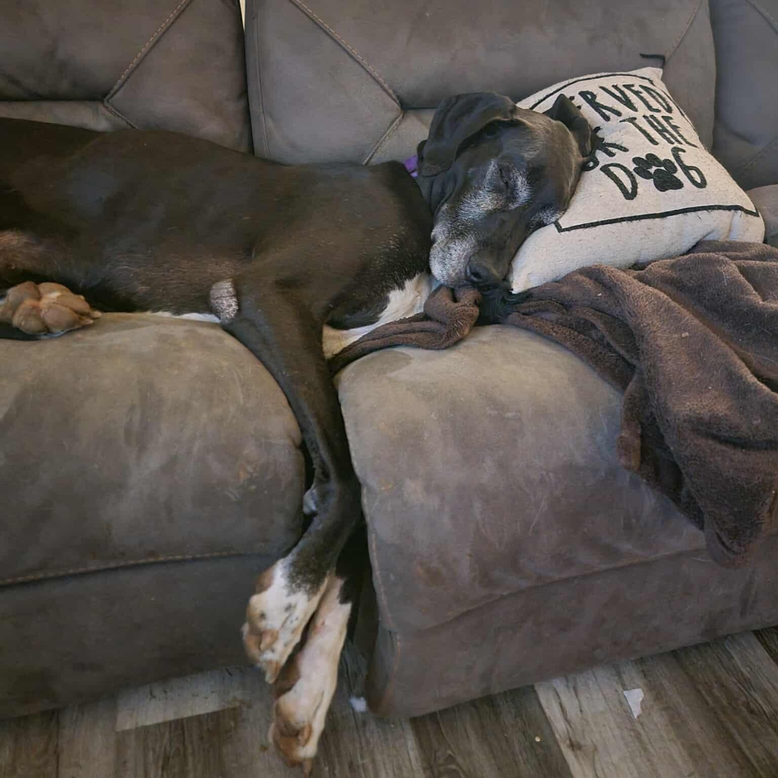 Enlarge Sugar, an adopted Great Dane in Lawton, OK image 3/3