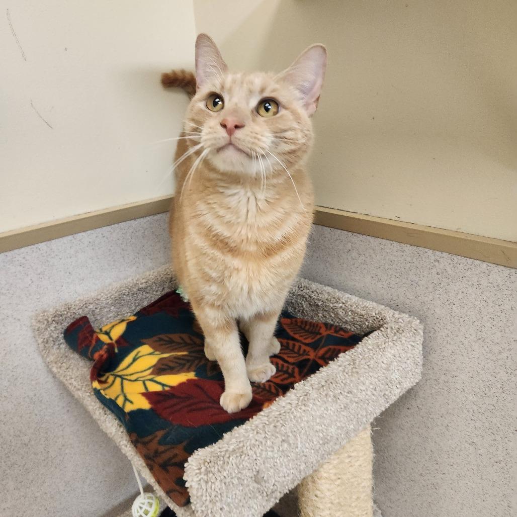 Enlarge Chuck, a Adoptable Domestic Short Hair in Naperville, IL image 1/5