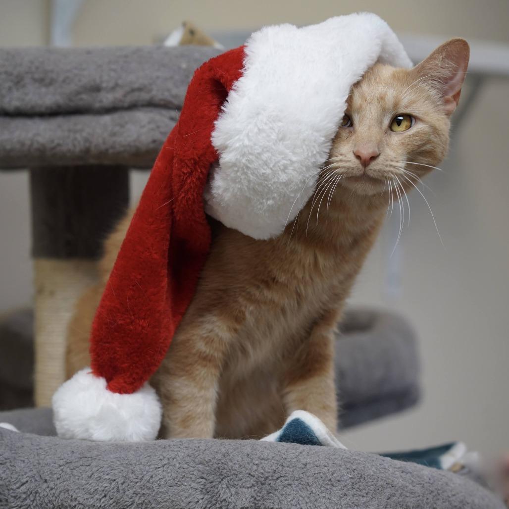 Enlarge Chuck, a Adoptable Domestic Short Hair in Naperville, IL image 3/5