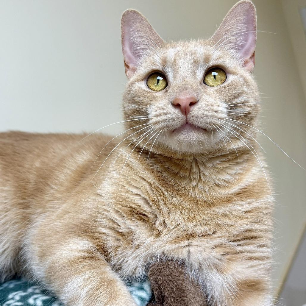 Enlarge Chuck, a Adoptable Domestic Short Hair in Naperville, IL image 4/5