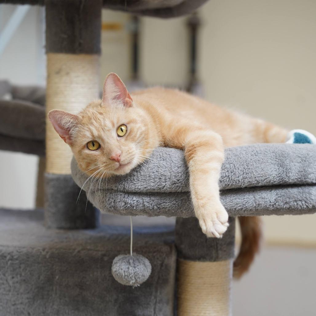 Enlarge Chuck, a Adoptable Domestic Short Hair in Naperville, IL image 5/5