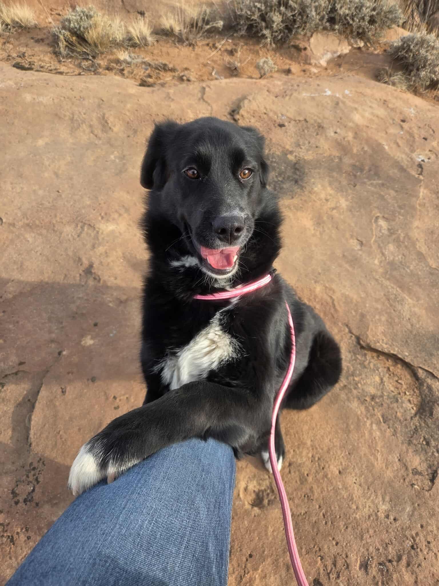 Brielle, ADOPTABLE, Adult Female Border Collie.