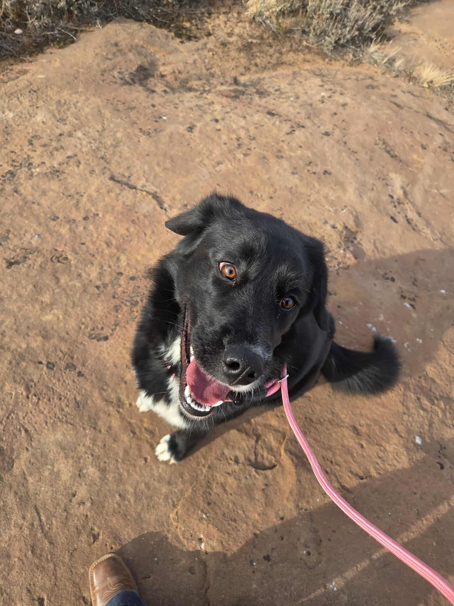 Enlarge Brielle, a ADOPTABLE Border Collie in Roosevelt, UT image 3/3