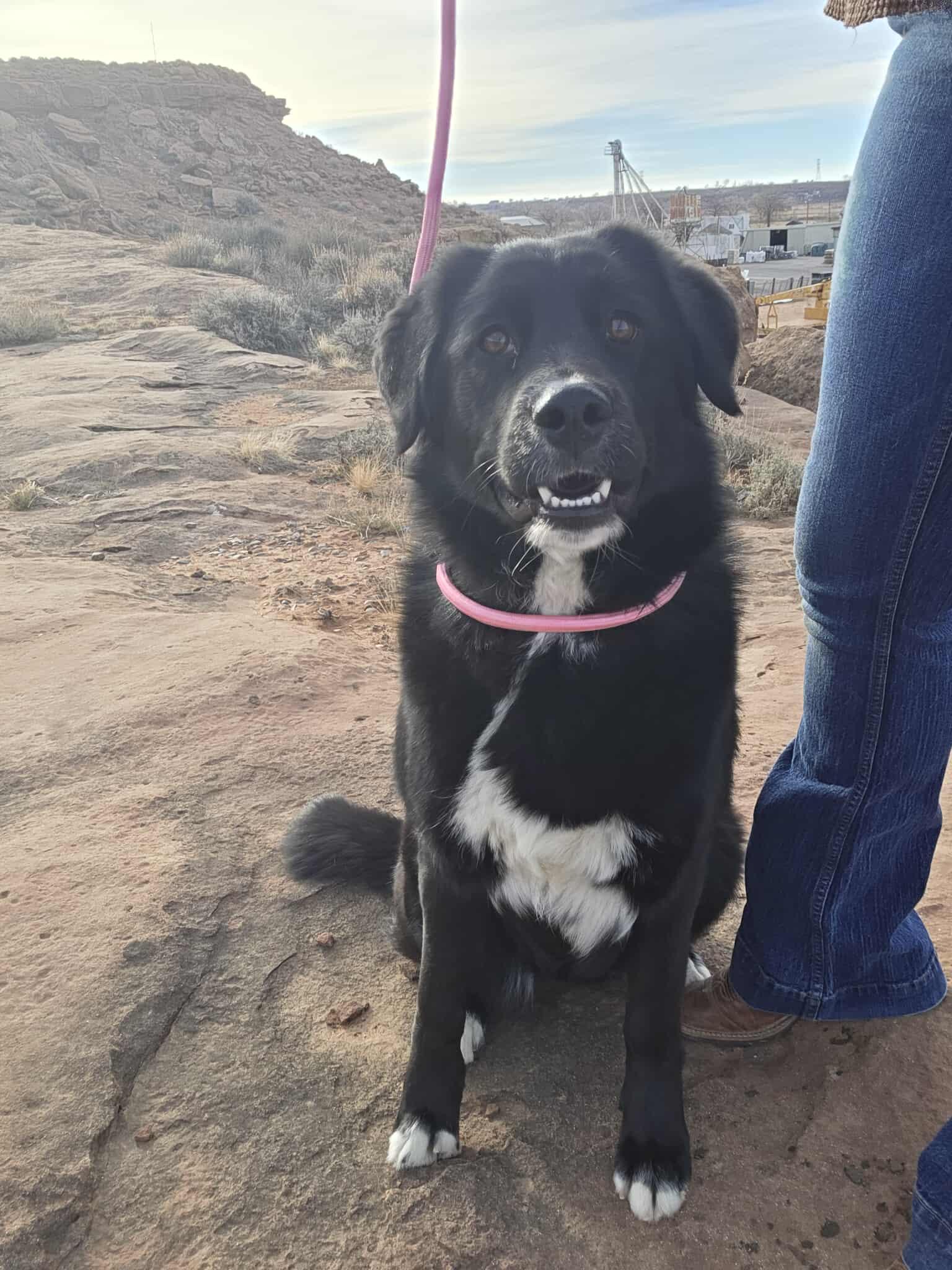 Enlarge Brielle, a ADOPTABLE Border Collie in Roosevelt, UT image 2/3