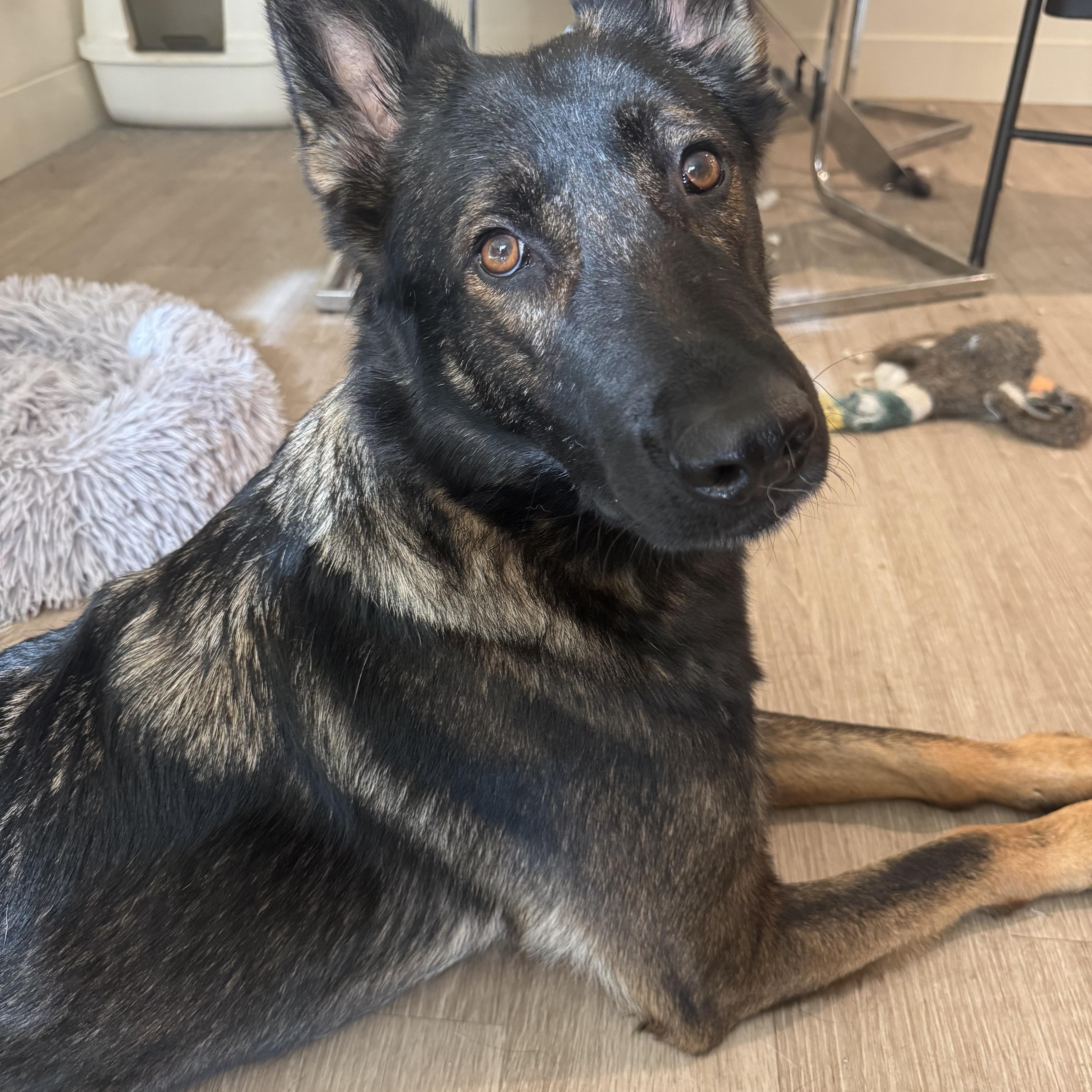 Lottie, Adoptable, Adult Female German Shepherd Dog & Belgian Shepherd / Malinois.