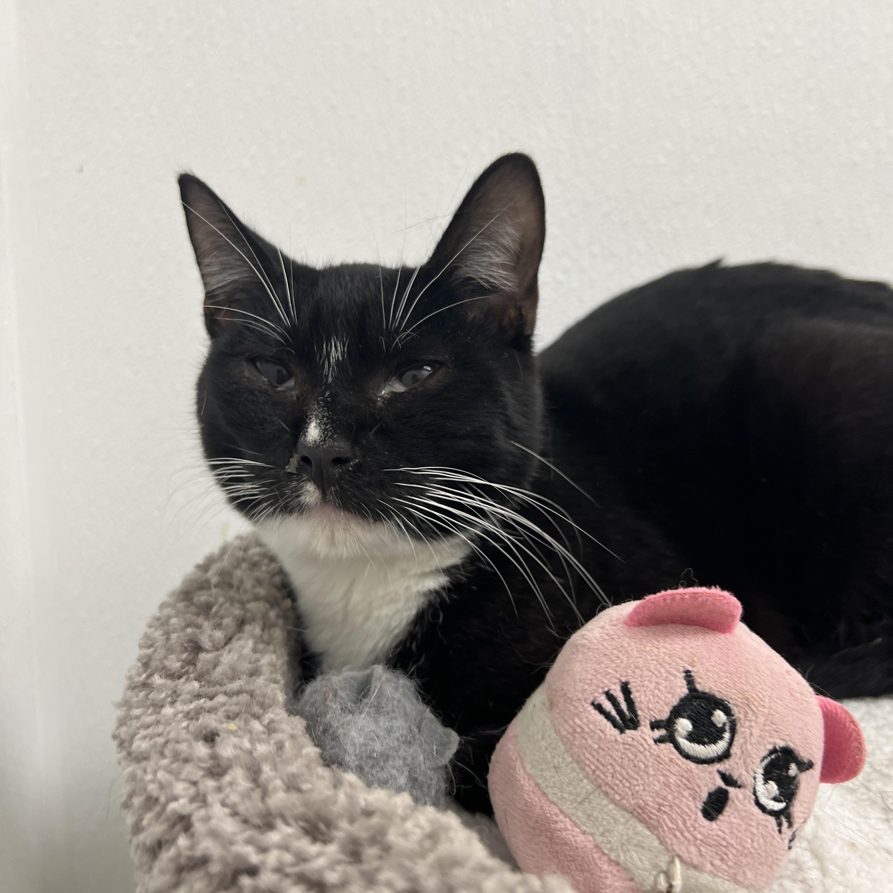 Enlarge Milo, a ADOPTABLE mixed breed in Palmetto, FL image 2/5