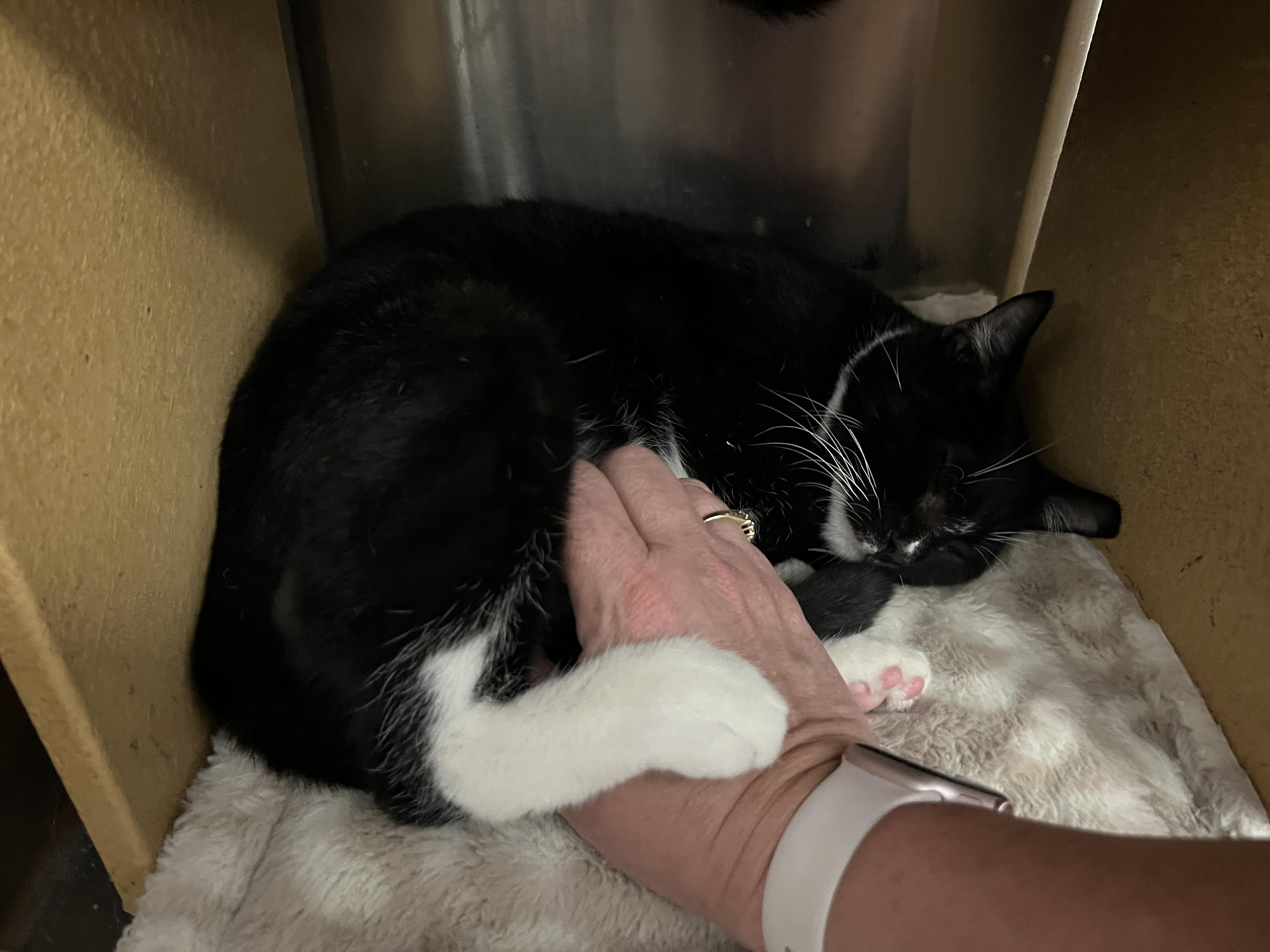 Enlarge Milo, a ADOPTABLE mixed breed in Palmetto, FL image 5/5