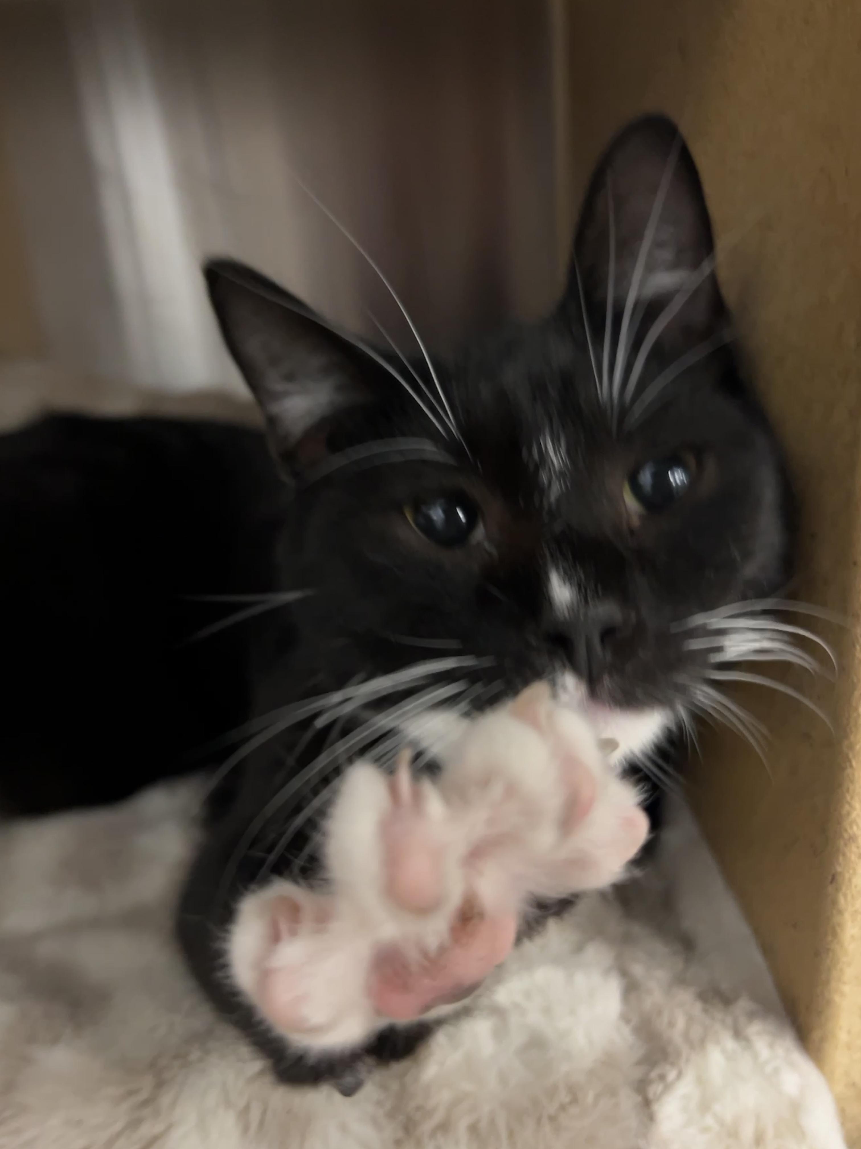 Enlarge Milo, a ADOPTABLE mixed breed in Palmetto, FL image 1/5