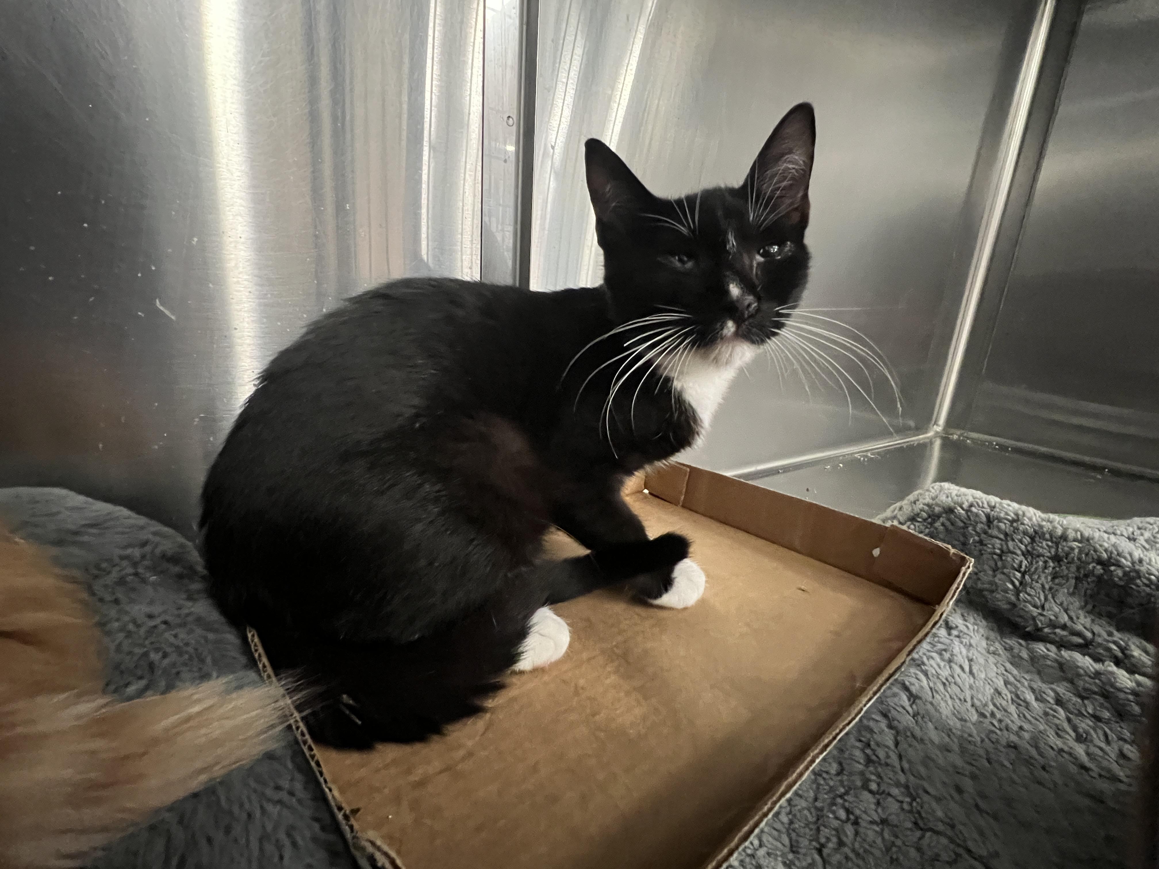 Milo, ADOPTABLE, Kitten Male Domestic Short Hair.