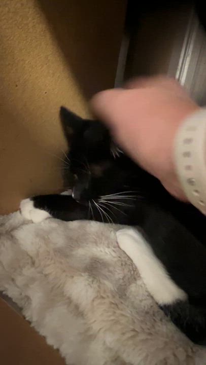 Enlarge Milo, a ADOPTABLE mixed breed in Palmetto, FL video 4/5