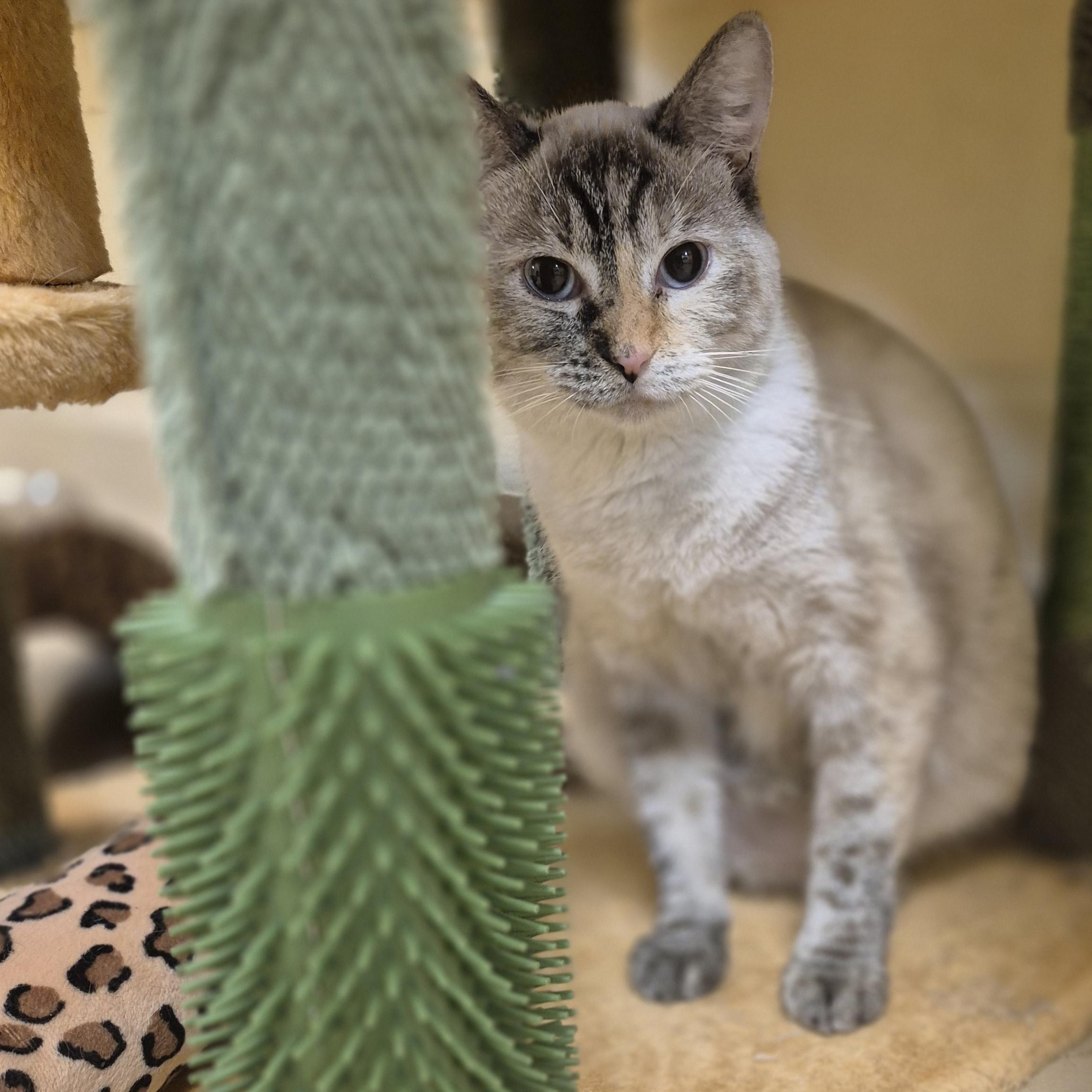 Enlarge Canyon, a Adoptable Domestic Short Hair in Schertz, TX image 1/4