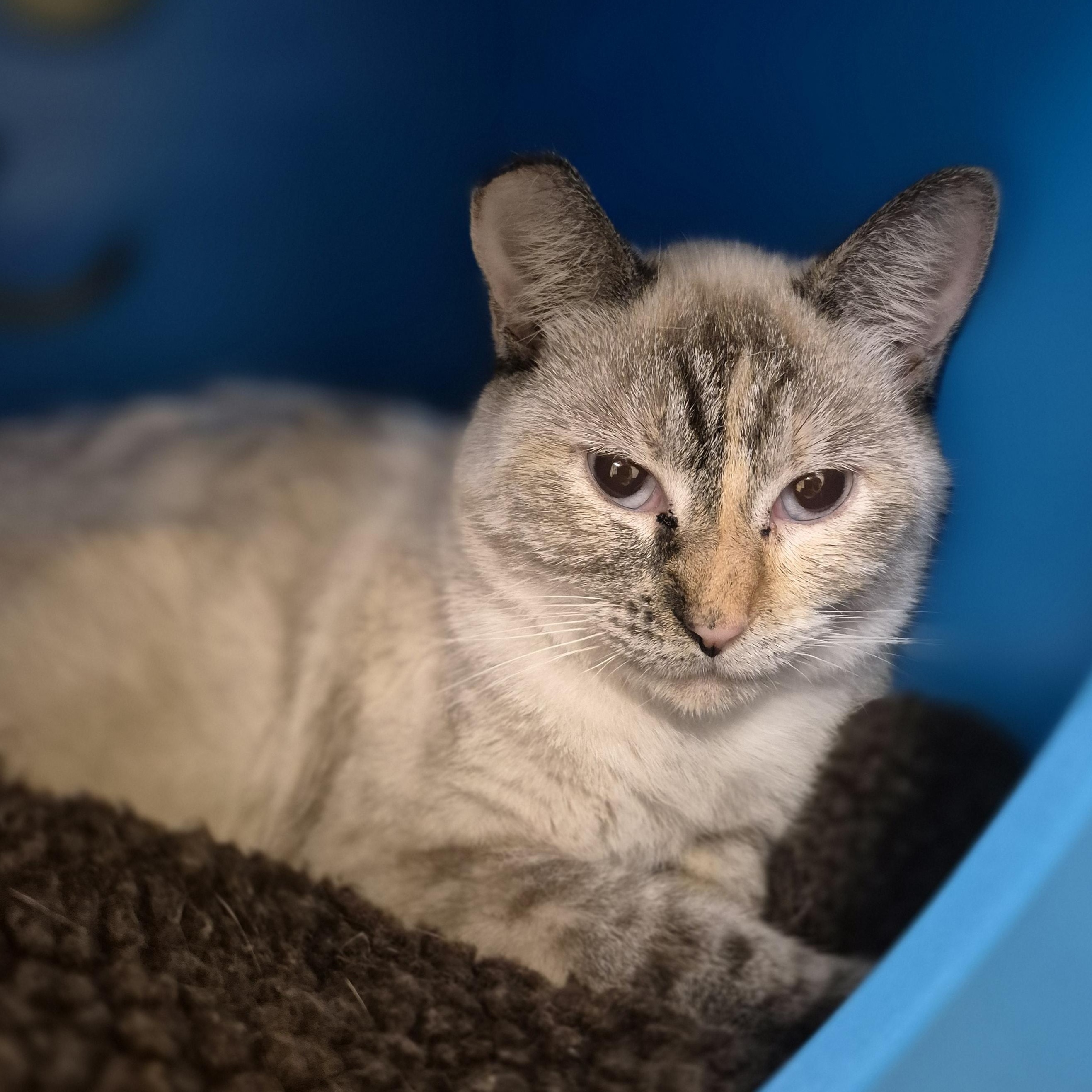 Enlarge Canyon, a Adoptable Domestic Short Hair in Schertz, TX image 2/4