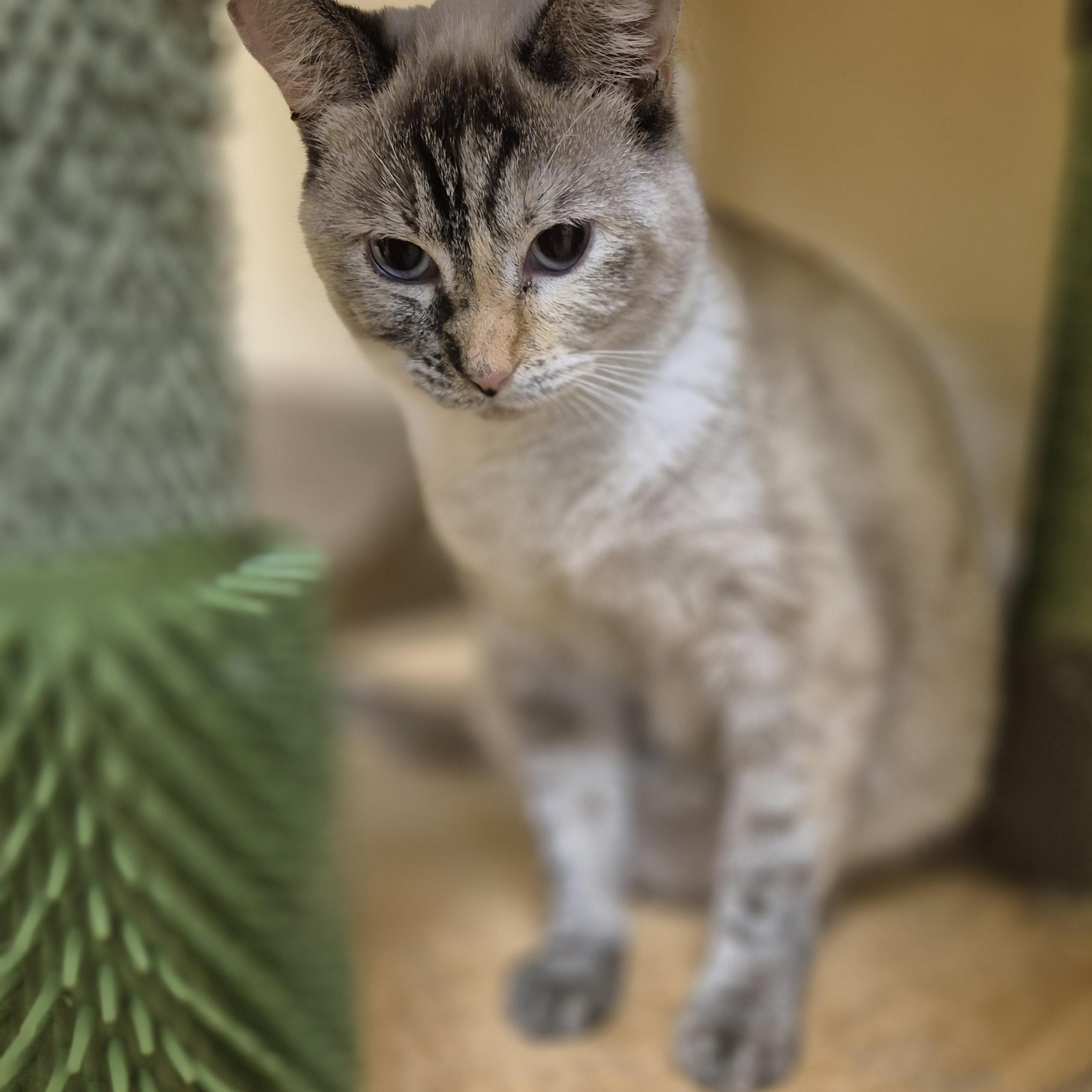 Enlarge Canyon, a Adoptable Domestic Short Hair in Schertz, TX image 3/4