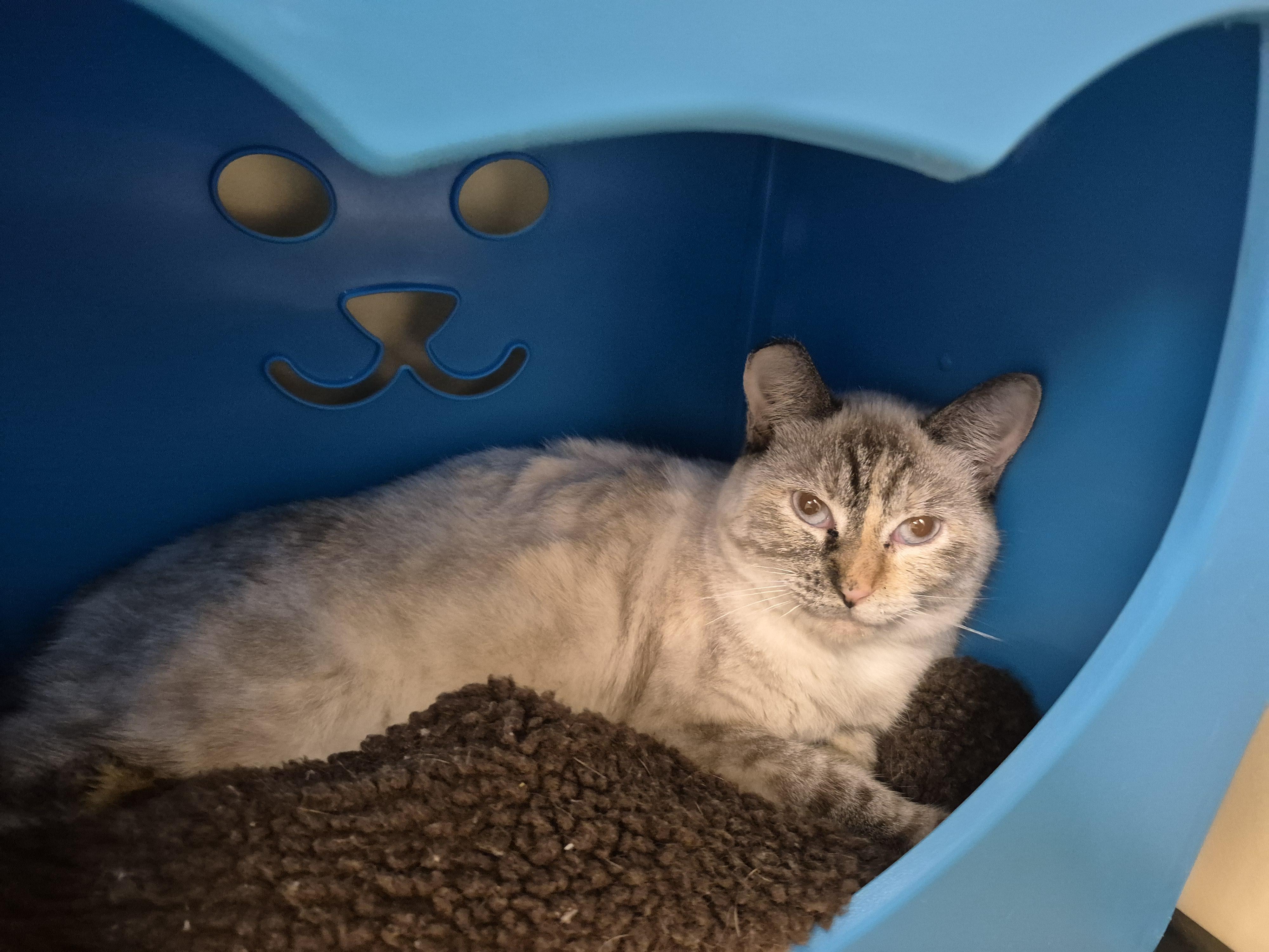 Enlarge Canyon, a Adoptable Domestic Short Hair in Schertz, TX image 4/4