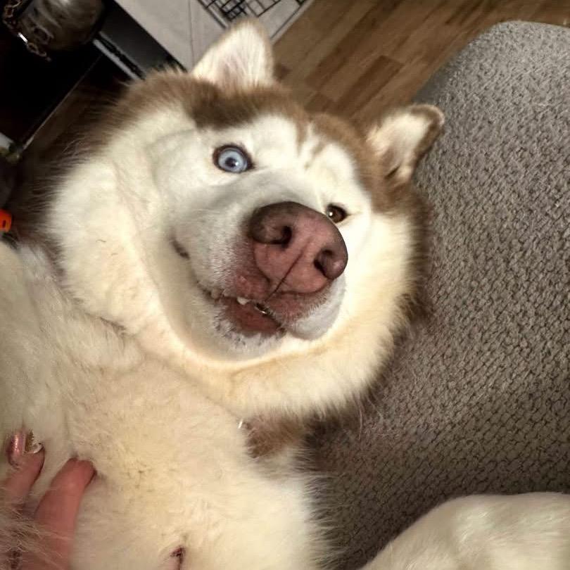 Lady, Adoptable, Senior Female Siberian Husky.