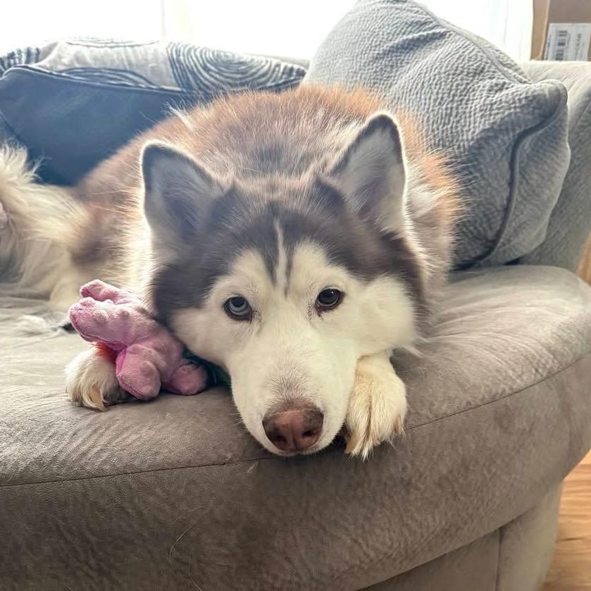 Enlarge Lady, a Adoptable Siberian Husky in Brainerd, MN image 2/6