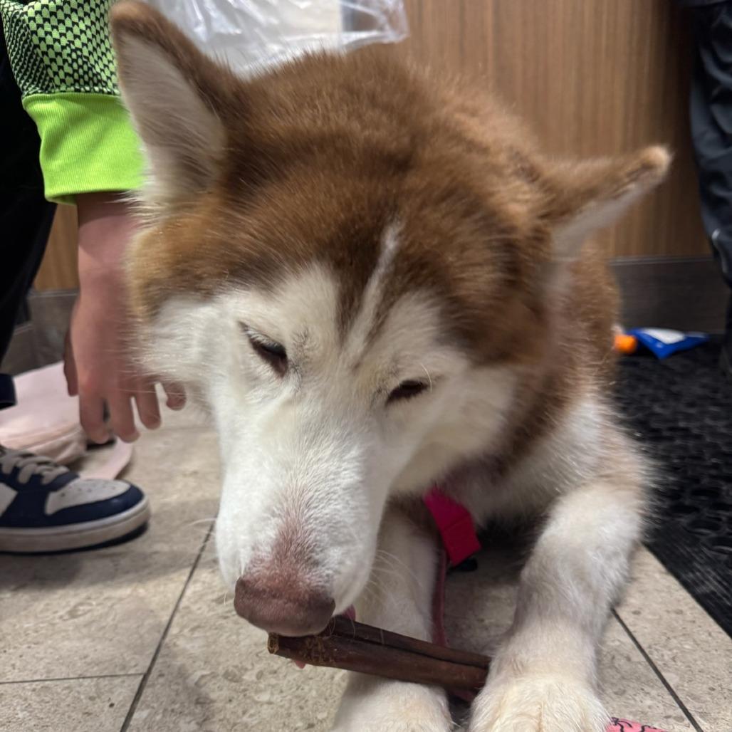Enlarge Lady, a Adoptable Siberian Husky in Brainerd, MN image 3/6