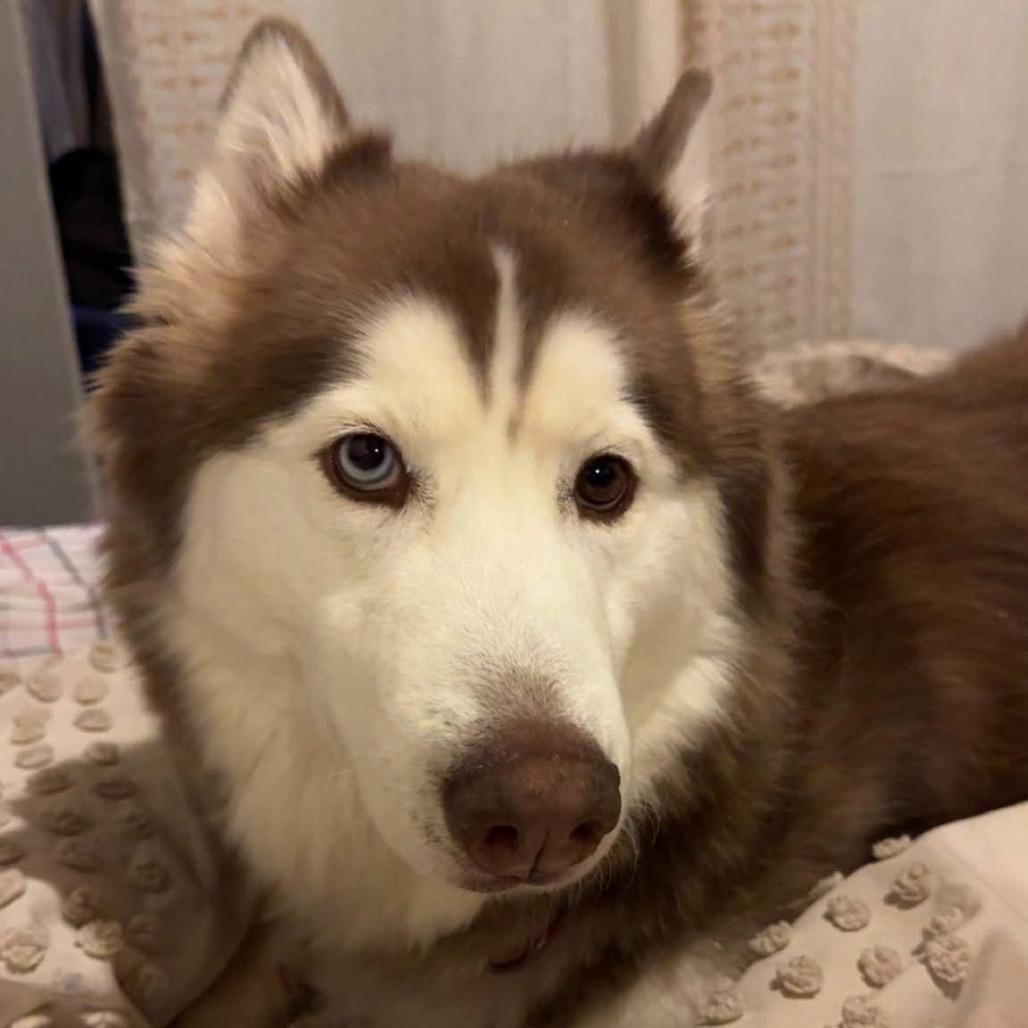 Enlarge Lady, a Adoptable Siberian Husky in Brainerd, MN image 4/6