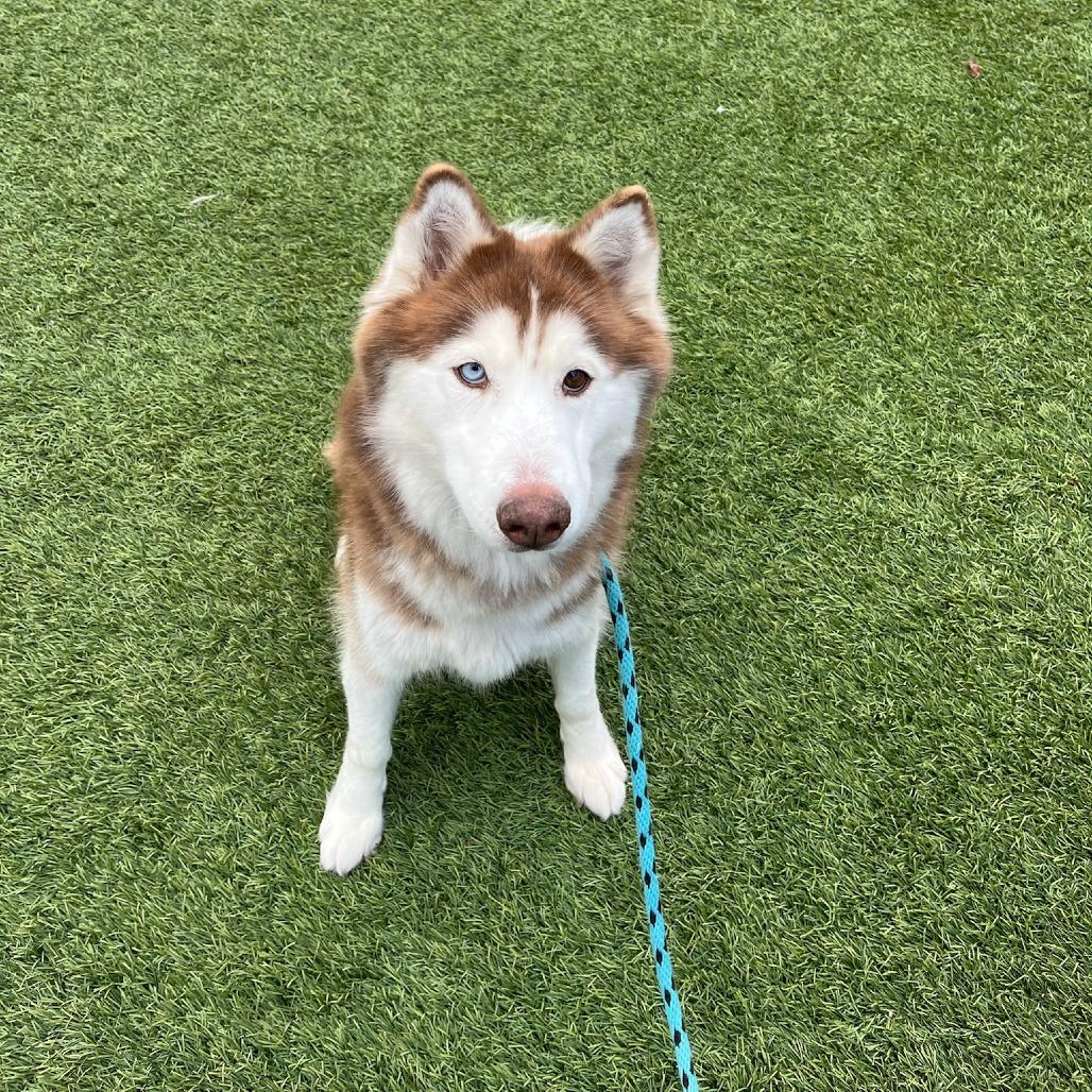 Enlarge Lady, a Adoptable Siberian Husky in Brainerd, MN image 5/6