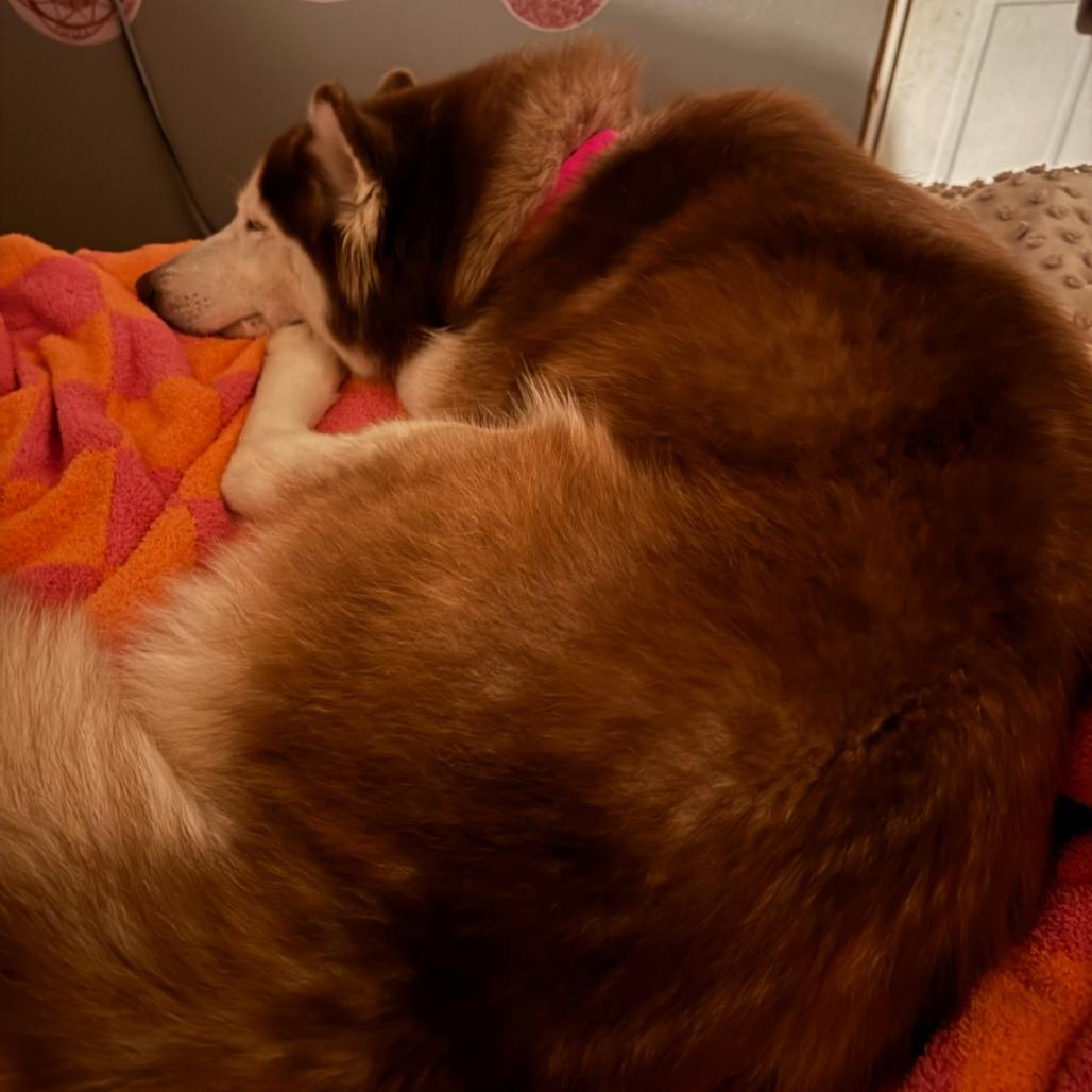 Enlarge Lady, a Adoptable Siberian Husky in Brainerd, MN image 6/6