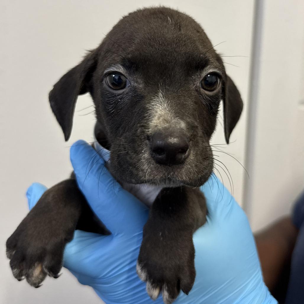 Ralph, Adoptable, Puppy Male Pointer & Cattle Dog.