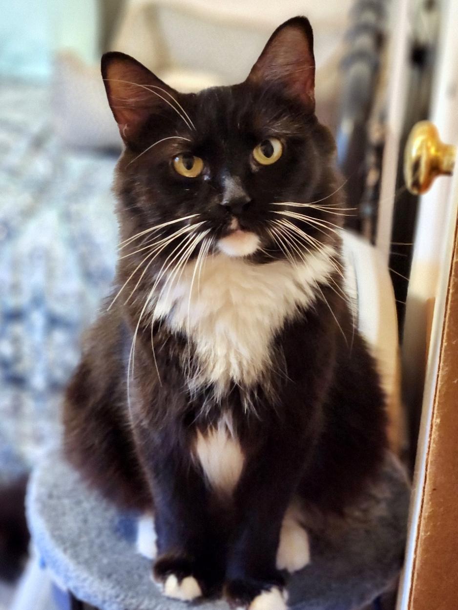 Enlarge Ava, a Adoptable Domestic Medium Hair in Pittsburgh, PA image 3/6