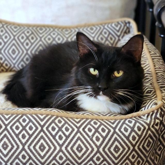 Enlarge Ava, a Adoptable Domestic Medium Hair in Pittsburgh, PA image 2/6