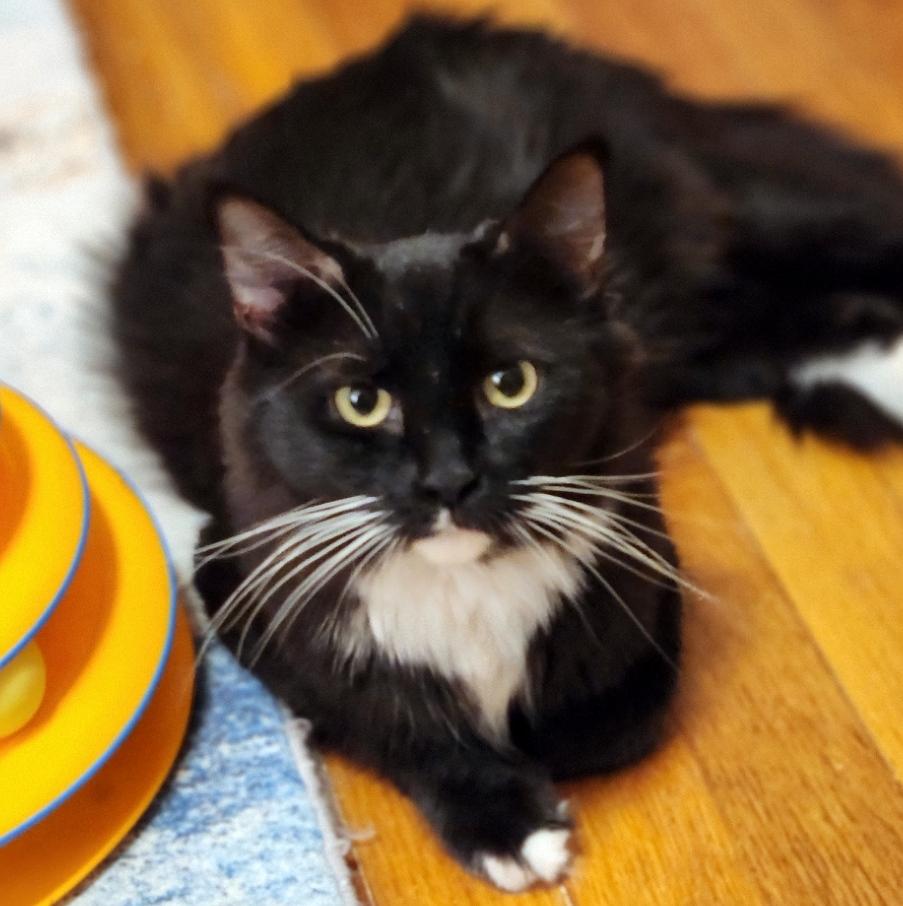 Enlarge Ava, a Adoptable Domestic Medium Hair in Pittsburgh, PA image 6/6