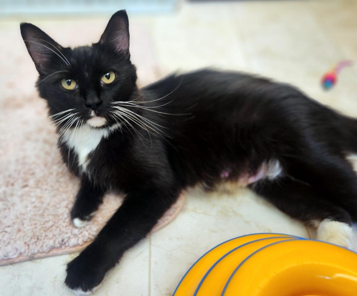 Enlarge Ava, a Adoptable Domestic Medium Hair in Pittsburgh, PA image 5/6