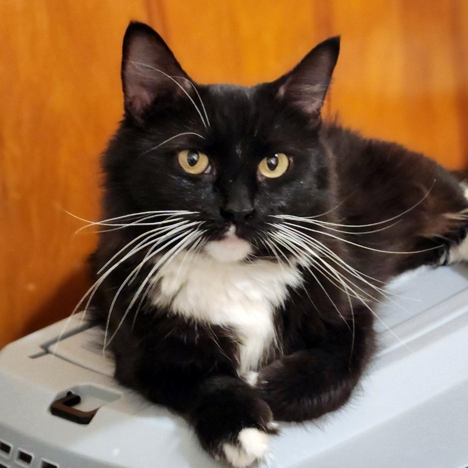 Enlarge Ava, a Adoptable Domestic Medium Hair in Pittsburgh, PA image 4/6