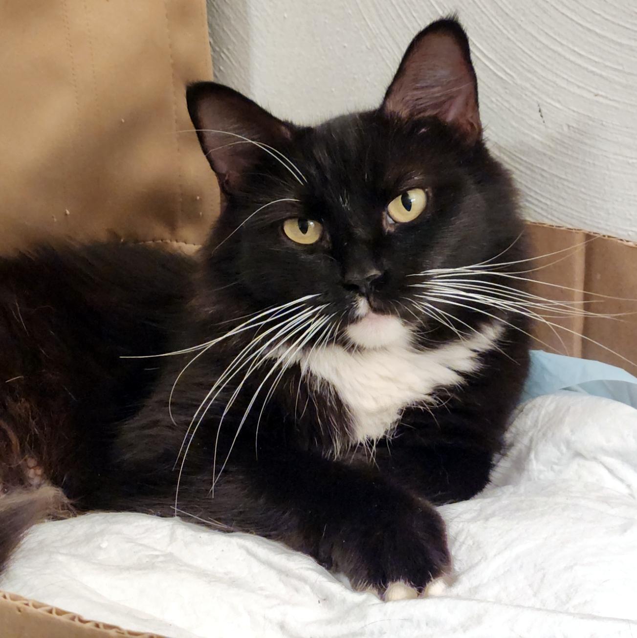 Enlarge Ava, a Adoptable Domestic Medium Hair in Pittsburgh, PA image 1/6