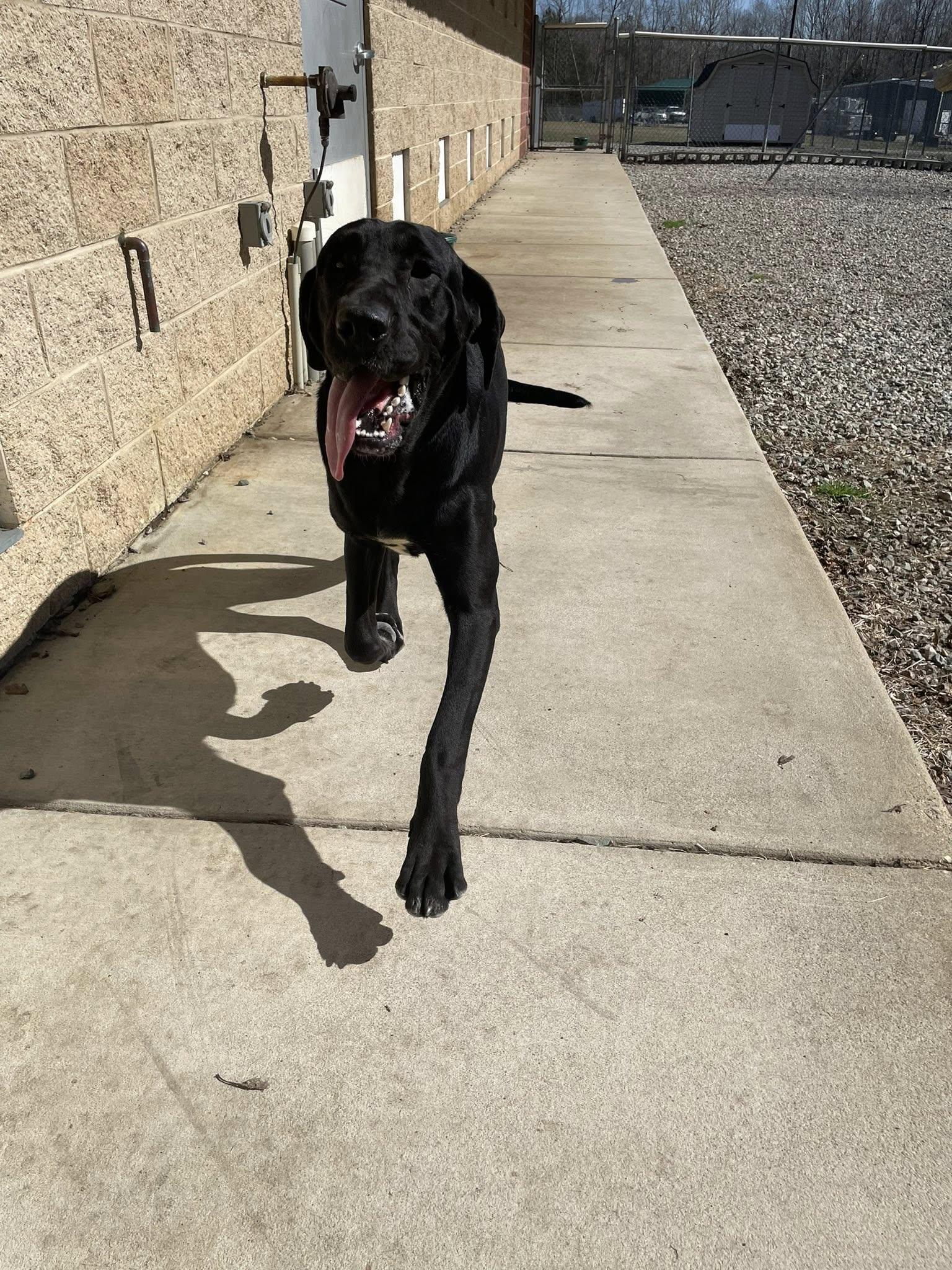 Enlarge Cooper , a ADOPTABLE mixed breed in Powhatan, VA image 1/1