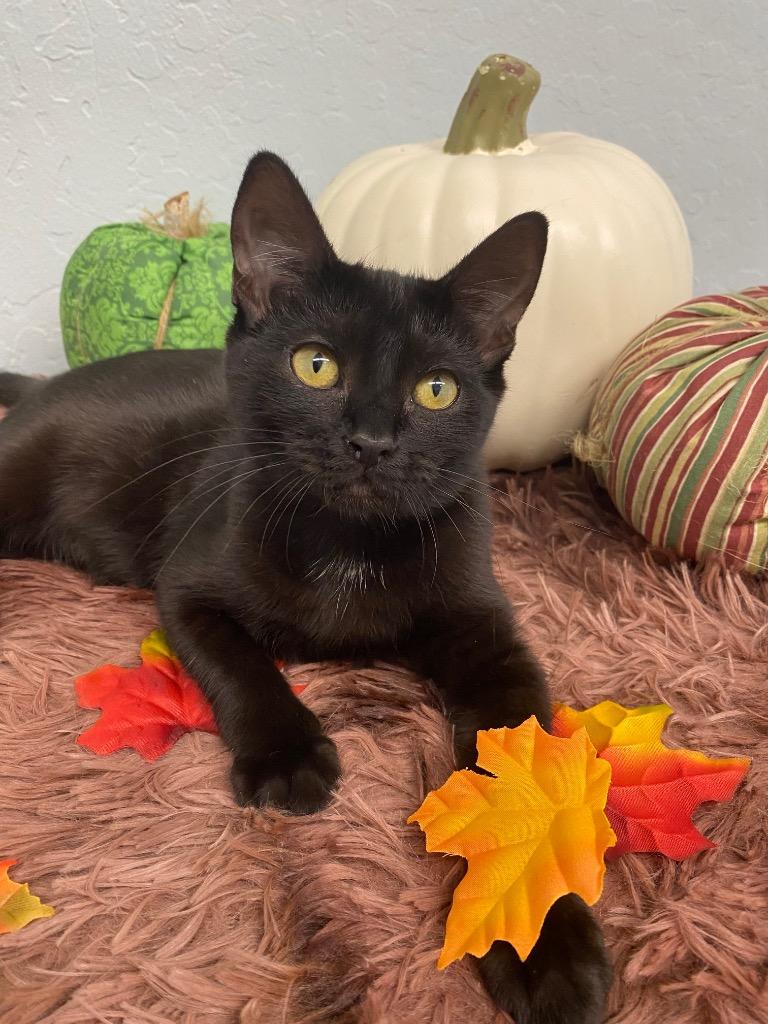 Enlarge Izzy, a Adoptable mixed breed in Grants Pass, OR image 2/4