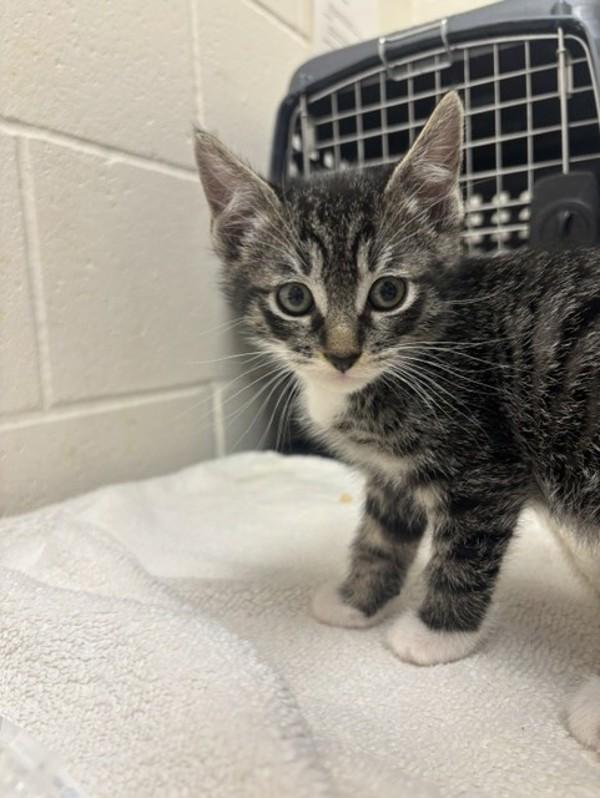 Peanut Butter Fish, Adoptable, Kitten Male Domestic Short Hair.
