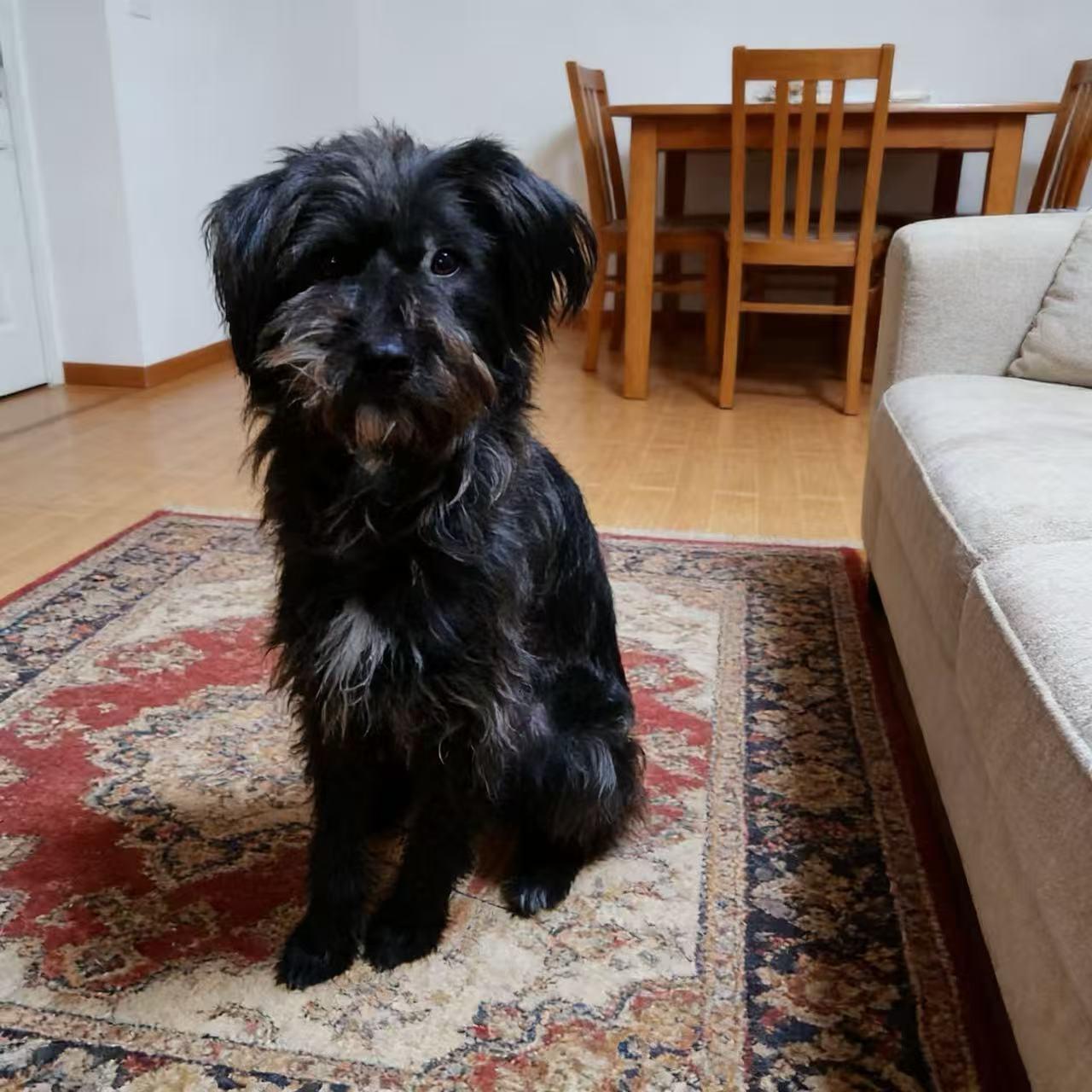 Enlarge Kiwi, a ADOPTABLE mixed breed in Vancouver, BC image 5/6