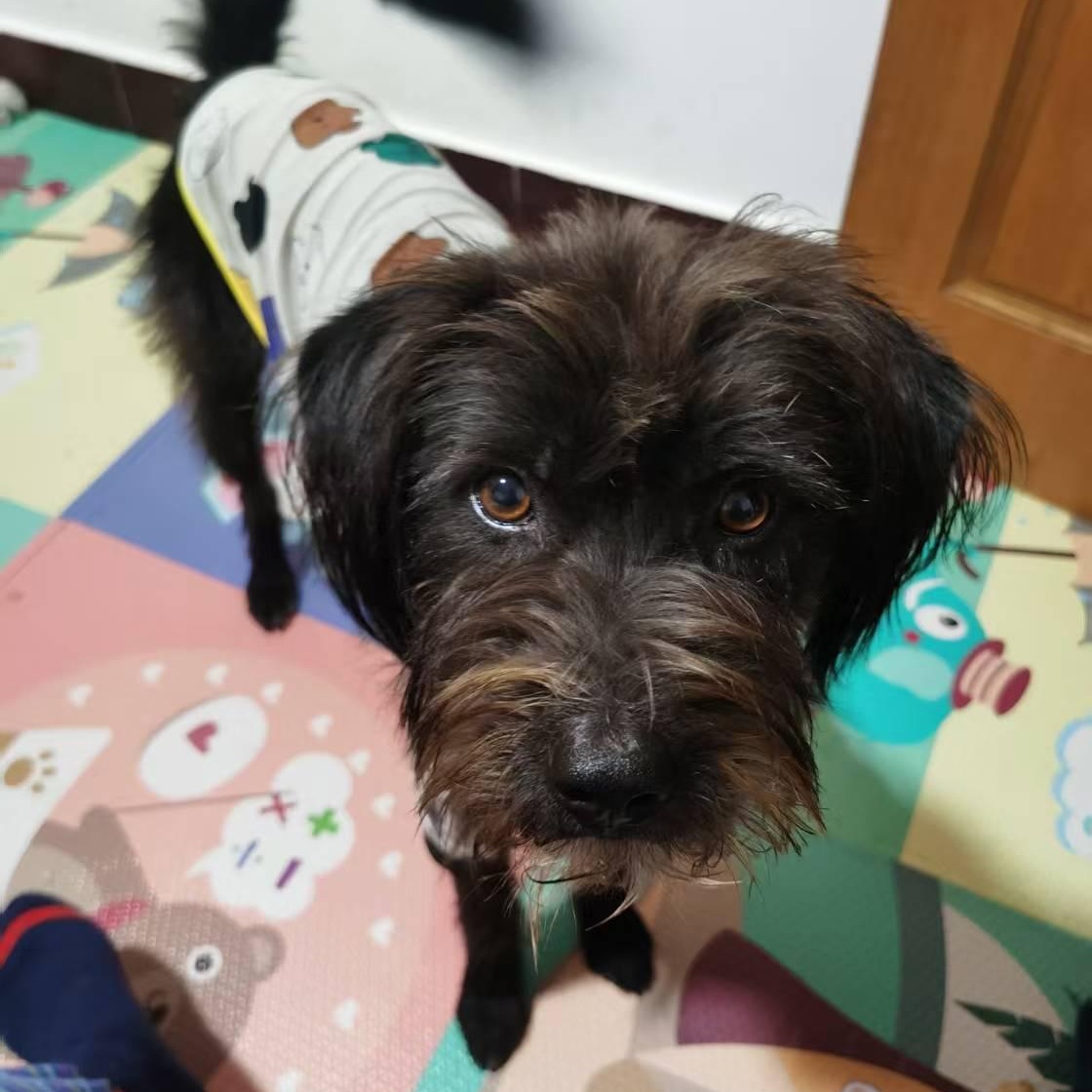 Enlarge Kiwi, a ADOPTABLE mixed breed in Vancouver, BC image 2/6