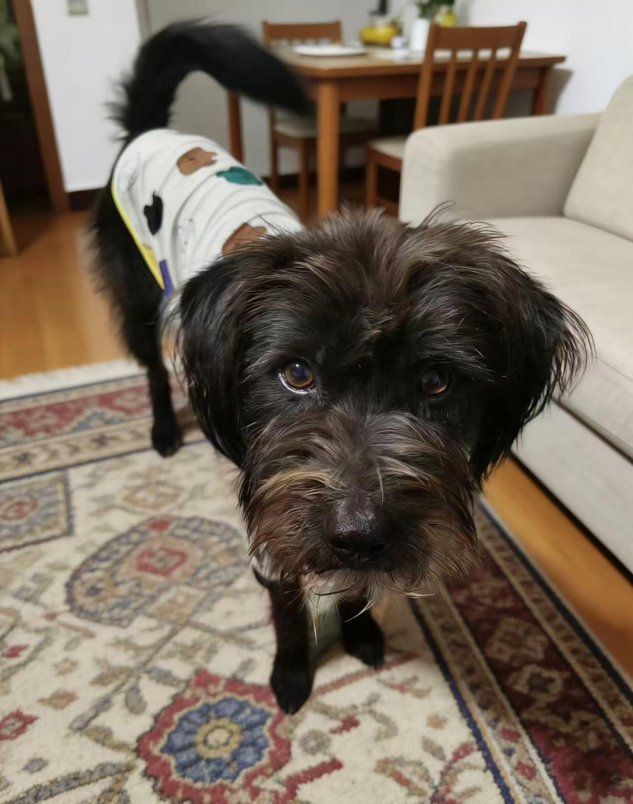 Enlarge Kiwi, a ADOPTABLE mixed breed in Vancouver, BC image 3/6