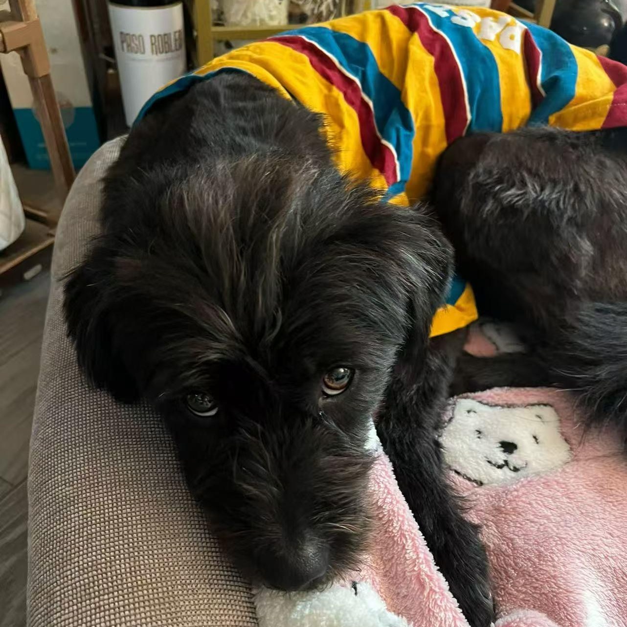 Kiwi, ADOPTABLE, Young Male Miniature Schnauzer & Miniature Poodle.