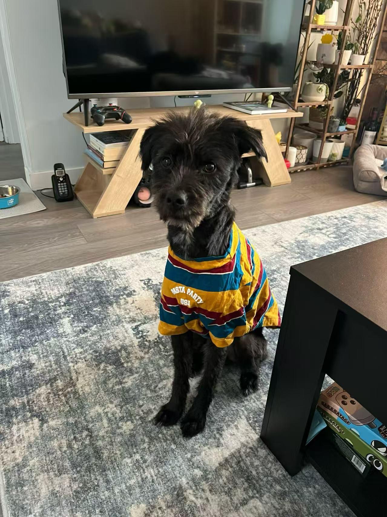 Enlarge Kiwi, a ADOPTABLE mixed breed in Vancouver, BC image 4/6