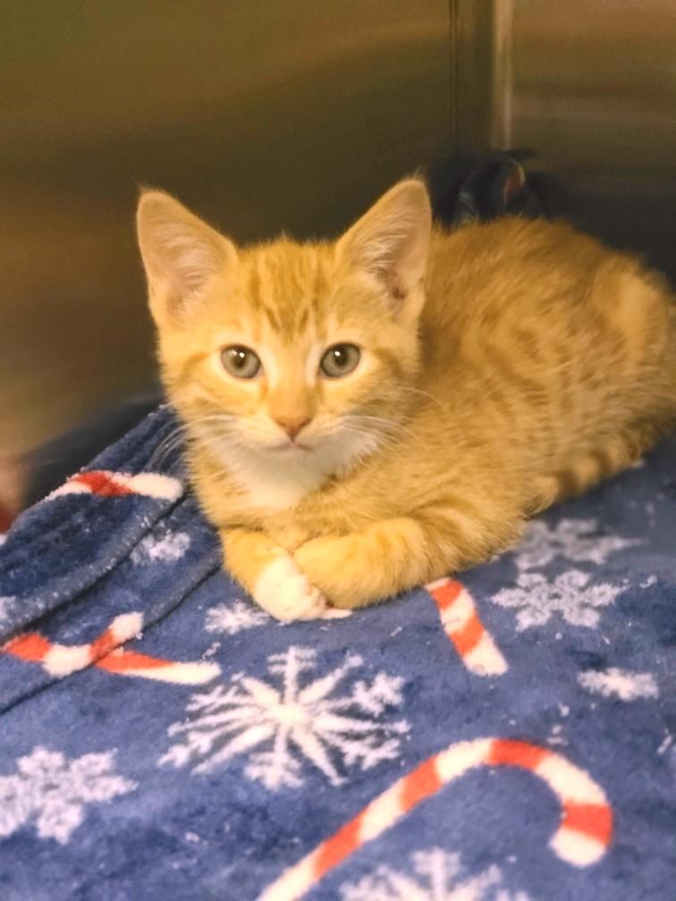 Marmalade, an adopted Domestic Short Hair in Mt Pleasant, SC image 2/3