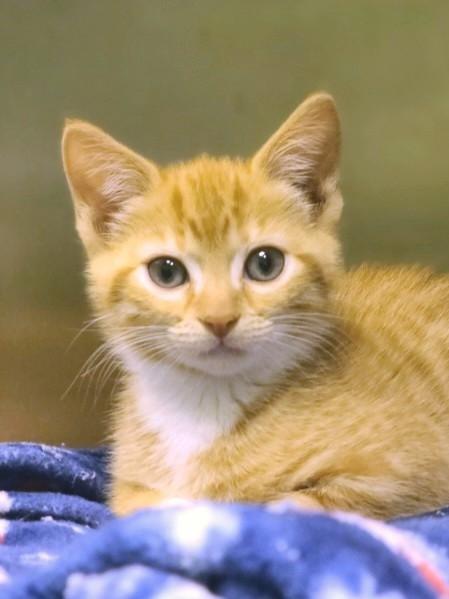 Marmalade, adopted, Kitten Female Domestic Short Hair.