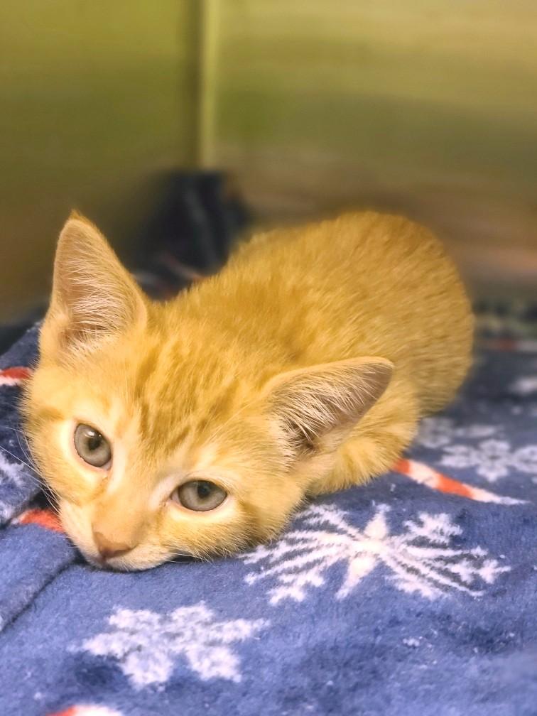 Marmalade, an adopted Domestic Short Hair in Mt Pleasant, SC image 3/3
