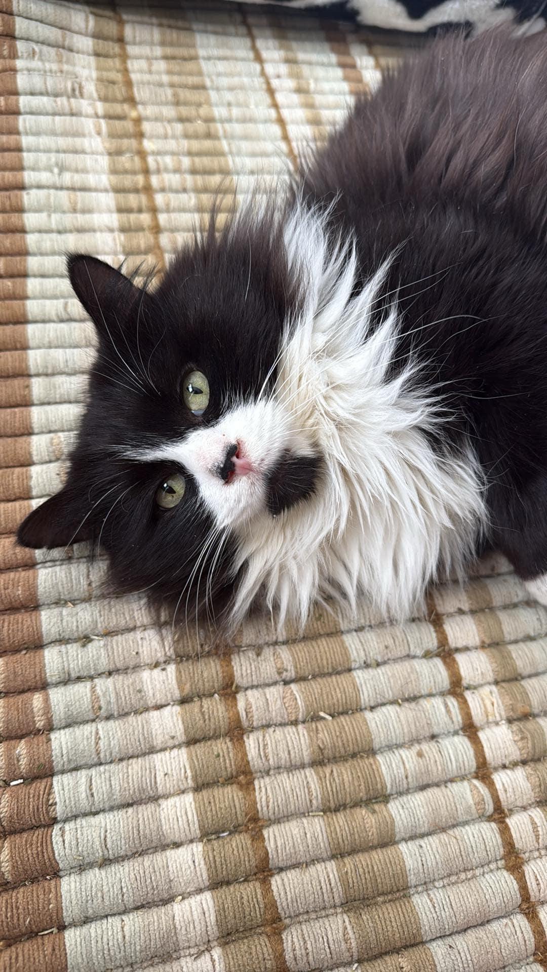 Lutin, a Adoptable Tuxedo in Verdun, QC image 3/5