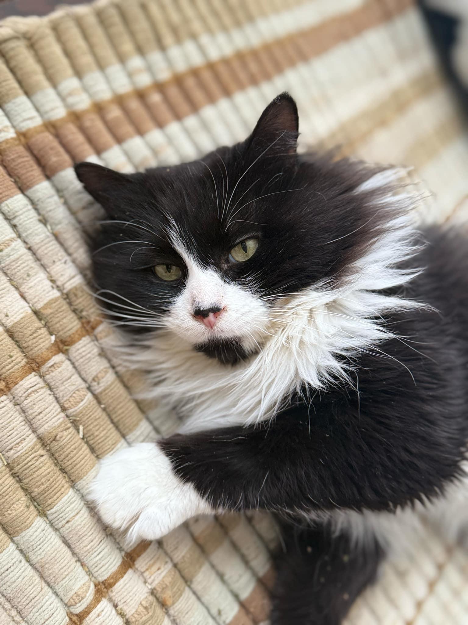 Lutin, a Adoptable Tuxedo in Verdun, QC image 2/5