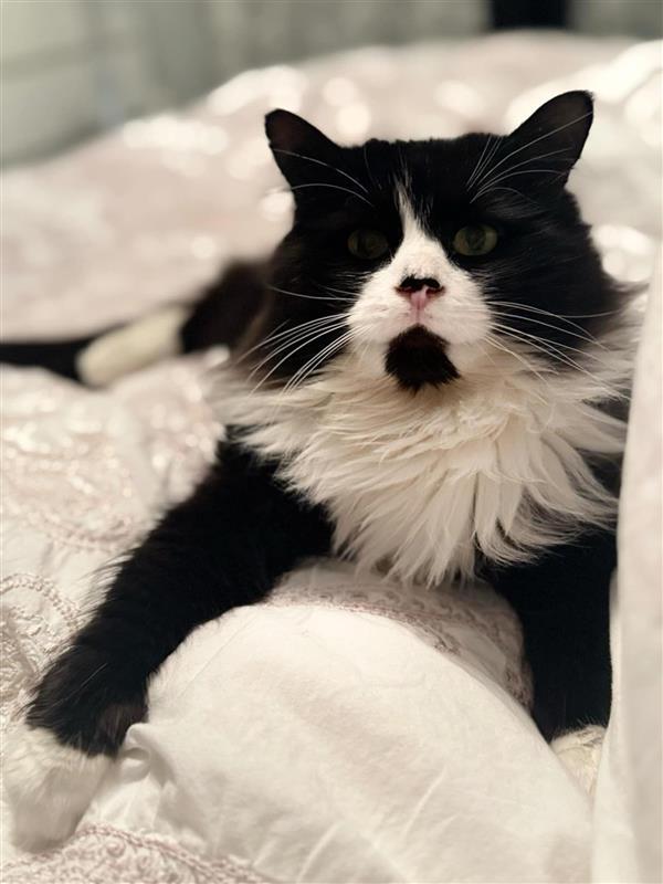 Lutin, Adoptable, Adult Male Tuxedo.